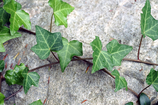 Free Ivy Vine Across Rock Stock Photography