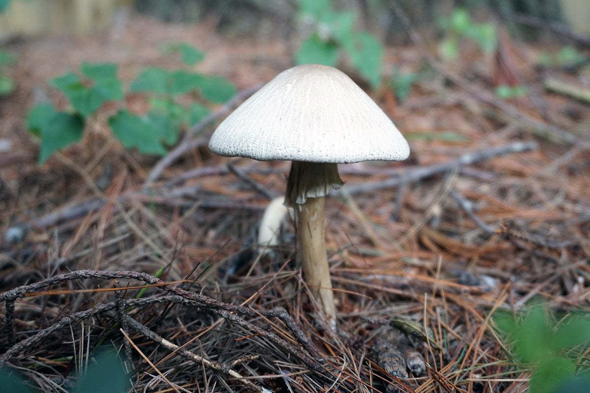 Free Single Mushroom in Pine Needles Stock Photography