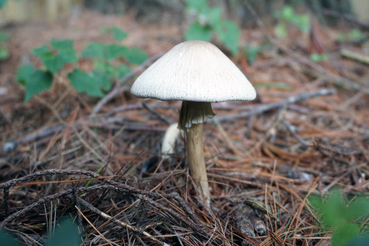 Free Single Mushroom in Pine Needles Stock Photography