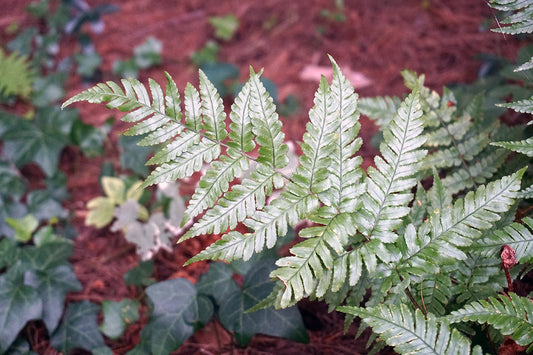 Free Fern Leaf in Forest Understory Stock Photography