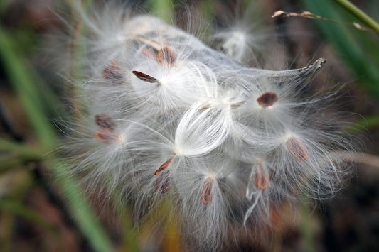 Free Milkweed Pod and Fluffy Seeds Stock Photography