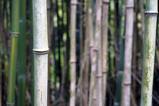 Free Bamboo Forest Stalks Stock Photography