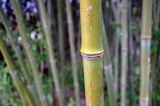 Free Close-Up Bamboo Stalk Stock Photography