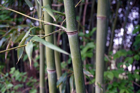 Free Bamboo with Leaves in Forest Stock Photography