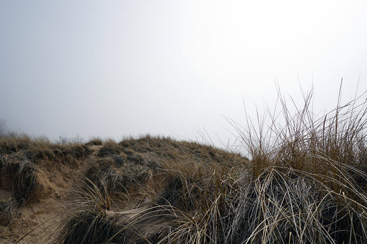 Free Foggy Dune Landscape with Grasses Stock Photography