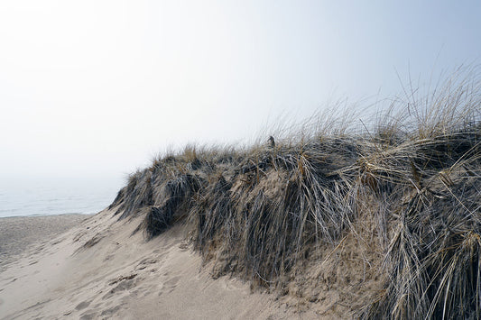 Free Windblown Grasses on Sandy Bluff Stock Photography
