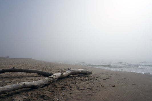 Free Driftwood on Foggy Beach Stock Photography