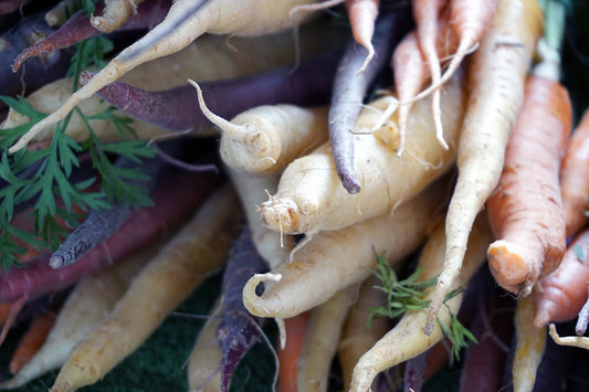 Free Multicolored Heirloom Carrots Stock Photography
