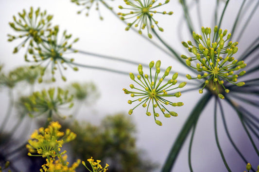 Free Dill Flower Umbels Closeup Stock Photography