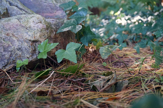 Free Ivy Growing Among Pine Needles Stock Photography