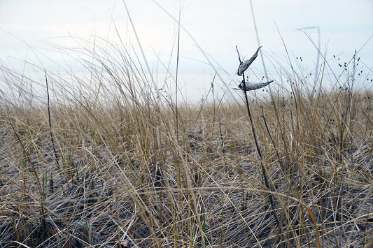 Free Winter Grasses in Dune Field Stock Photography
