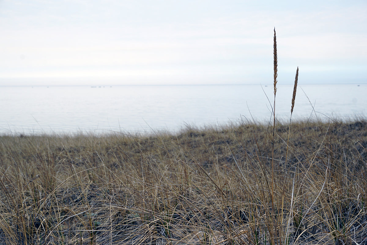 Free Lake Horizon Behind Tall Grass Stock Photography