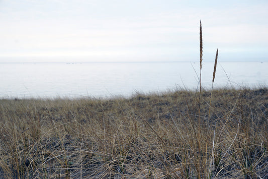Free Lake Horizon Behind Tall Grass Stock Photography