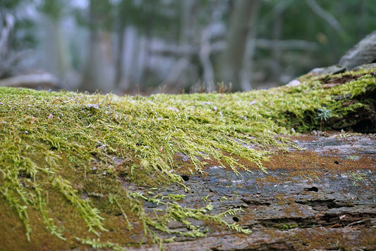 Free Moss on Fallen Log Stock Photography