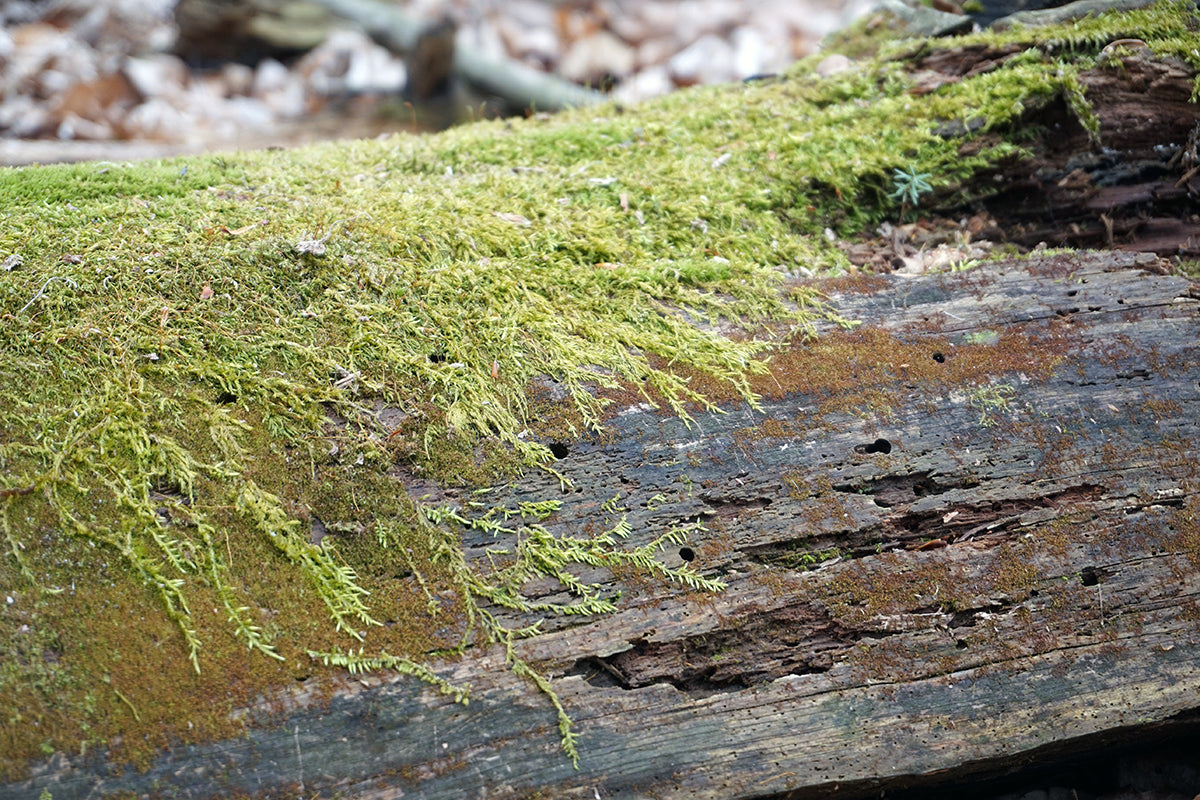 Free Green Moss on Log Bark Stock Photography