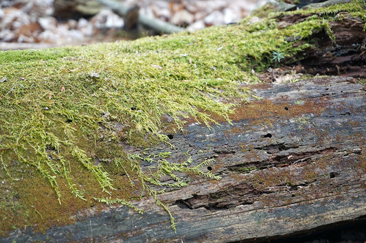 Free Green Moss on Log Bark Stock Photography
