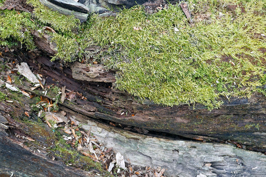 Free Woodland Log with Moss Stock Photography