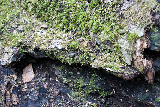 Free Moss and Bark on Forest Floor Stock Photography