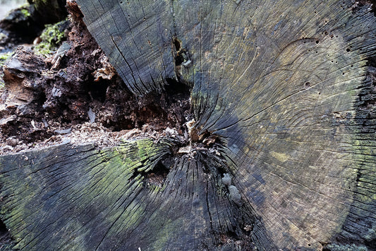 Free Tree Stump with Green Tint Stock Photography