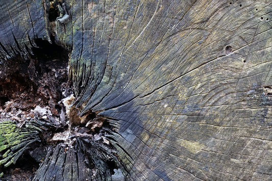 Free Tree Rings and Decay Close-Up Stock Photography