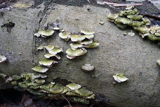 Free Shelf Fungus on Fallen Log Stock Photography