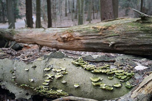 Free Fungi on Fallen Tree in Woods Stock Photography