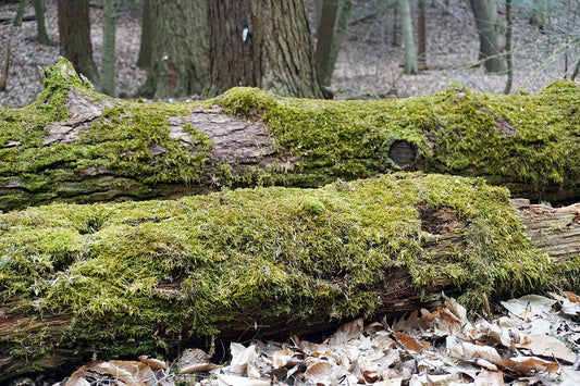 Free Mossy Forest Logs Stock Photography