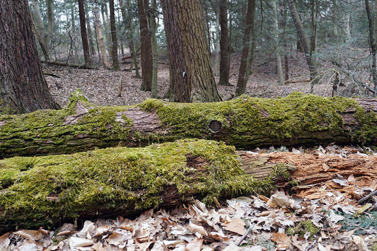 Free Moss Logs in Woodland Stock Photography