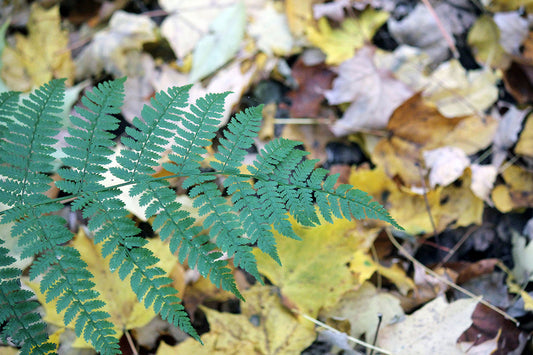 Free Fern Over Autumn Leaves Stock Photography