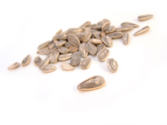 Free Sunflower Seeds on White Stock Photography