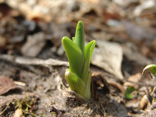 Free Spring Plant Sprouting from Soil Stock Photography