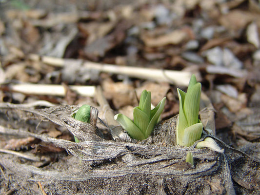 Free Group of Shoots Emerging in Spring Stock Photography